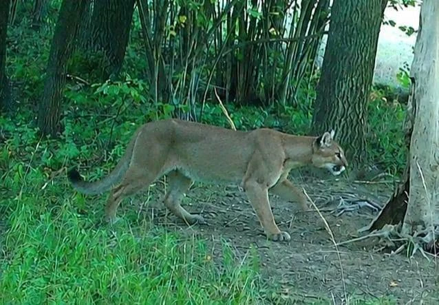 Puma w lesie pod Świdnicą. Jest zdjęcie - zdjęcie 1