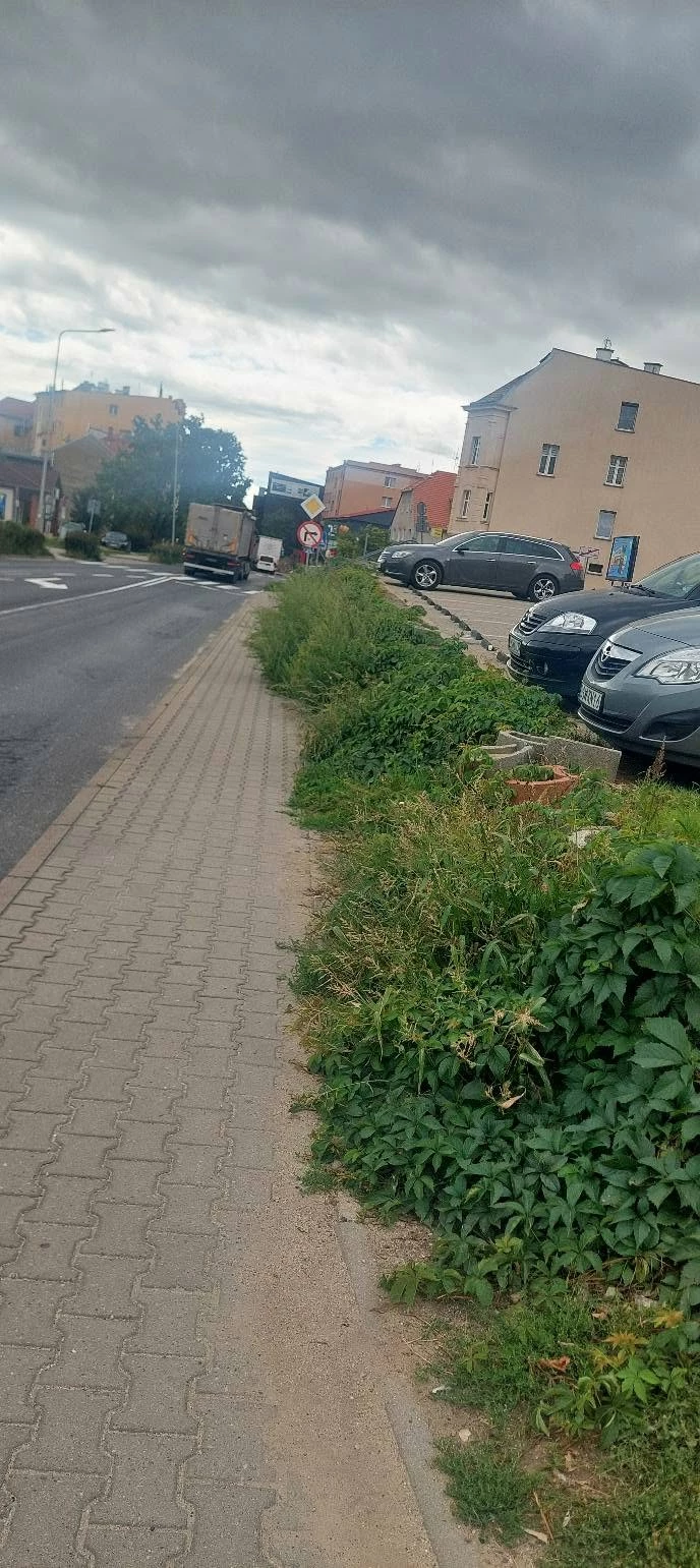 ZUK porządkuje zieleń wzdłuż DW382 w Strzegomiu - zdjęcie 4