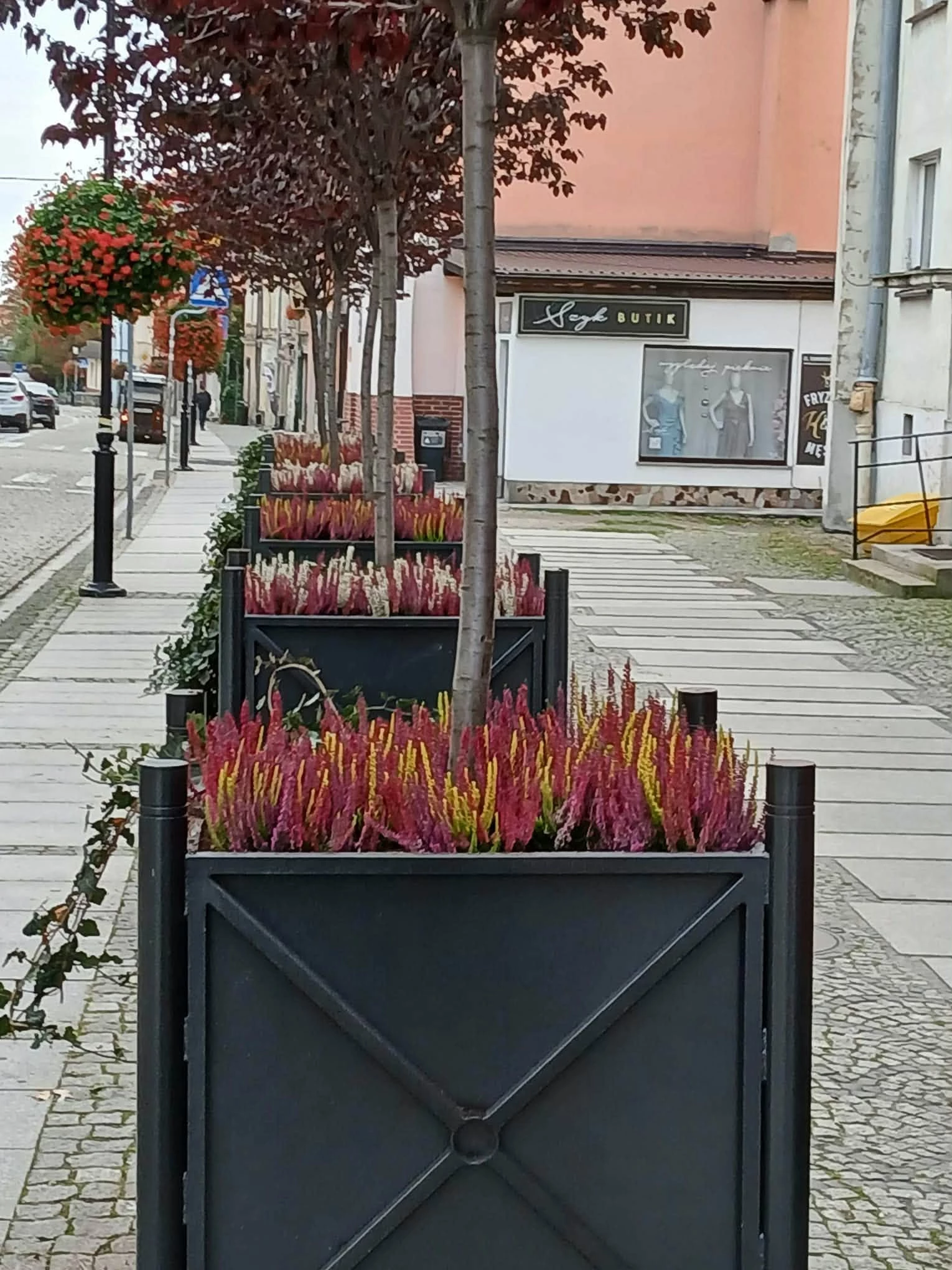 Jesienne nasadzenia w Strzegomiu. ZUK odświeża miejskie donice - zdjęcie 3